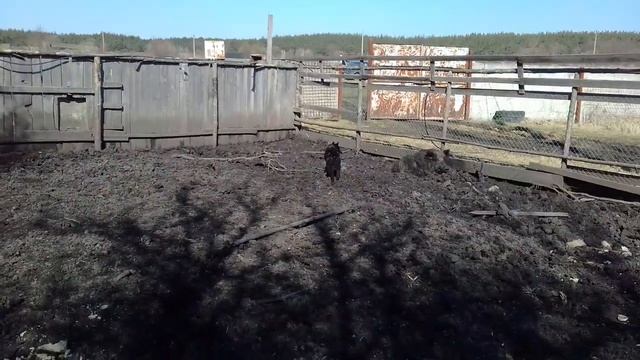 Рел Буян смотреть онлайн