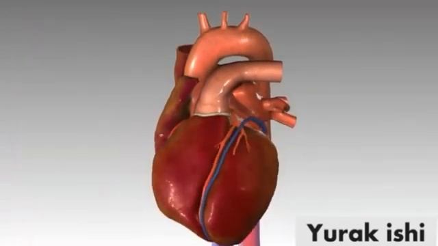 Yurak Qon Aylanishi (Videodars)