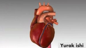 Yurak qon aylanishi (Videodars)