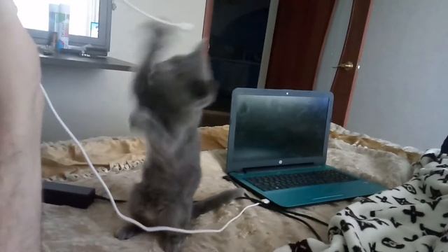 Бойцовский кот, жесть, смотреть всем смотреть онлайн
