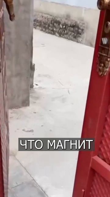 Чтобы ХАСКИ не сбежала: Китаец приделал МАГНИТ к собаке смотреть онлайн