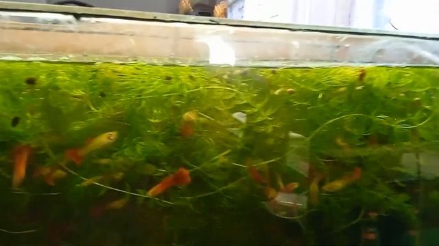Надоели эти рыбки 😳🥶 смотреть онлайн