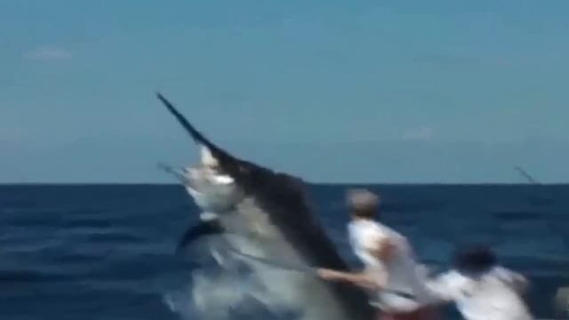 Best Video Marlin - Best Marlin Video Black And White Software In Win10