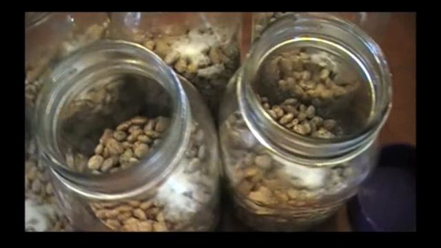 Home Canning Pinto Beans смотреть онлайн