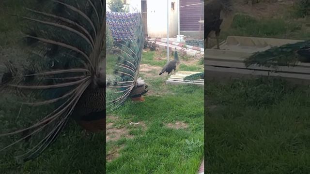 Индийский Павлин смотреть онлайн