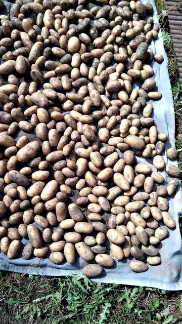 СОРТА КАРТОФЕЛЯ: КОРОЛЕВА АННА И РЕД СКАРЛЕТ смотреть онлайн