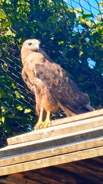 Falcons in Switzerland #shorts #birds #falcon смотреть онлайн