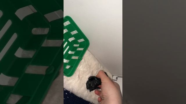 Вечер я сквиш собакой уголёк)🫶🫶🫶🏾👍🎖 смотреть онлайн