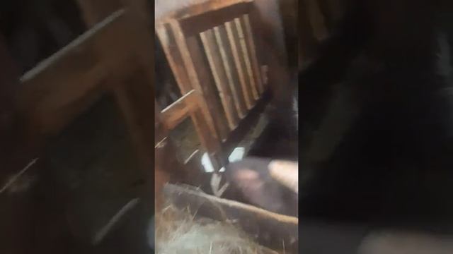 Купил 2 бычков по от 7 мес и 9 мес смотреть онлайн