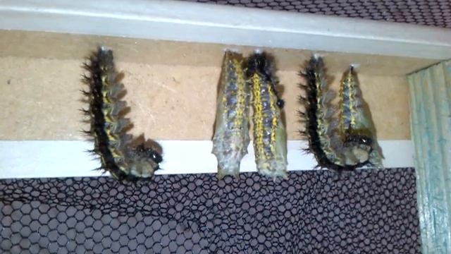 Nymphalis Urticae Verpuppung im Zeitraffer смотреть онлайн