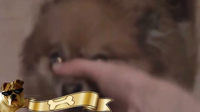 животный рэп супер жесть смотреть онлайн