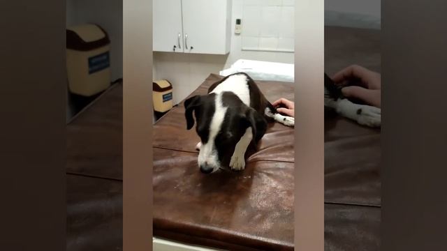 Наш новый пациент. Кукла. смотреть онлайн