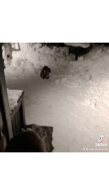 Hand feeding a Pine Marten. смотреть онлайн