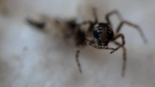 Mini Spider at work, pequeña araña trabajando. смотреть онлайн