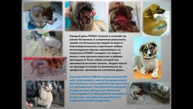 Приют Друг смотреть онлайн