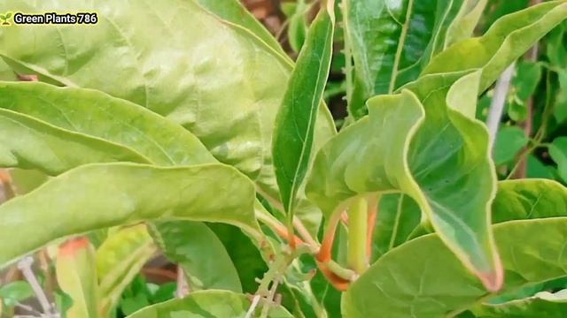 Din ka Raja plant | cestrum diurnum plant | Day Jasmine plant Cutting and Care | Green Plants 786 смотреть онлайн