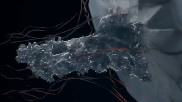 UE4 Chrysaora Plocamia смотреть онлайн