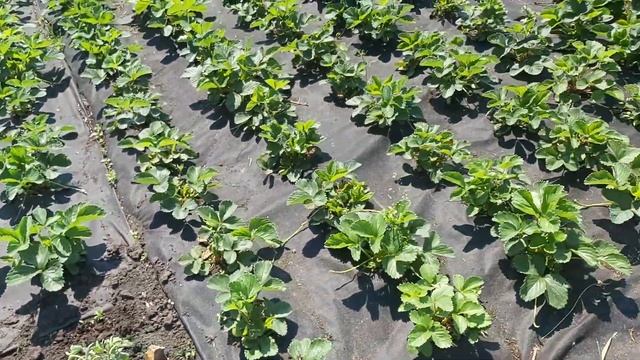 Одна стена бытовки готова. Это не реклам, а порошок от муравьёв. смотреть онлайн