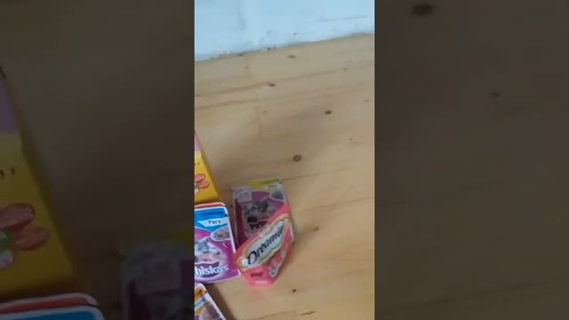 Чем я кормлю своего котёнка смотреть онлайн