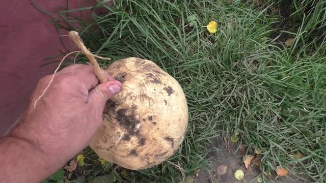 Сколько весит брюква