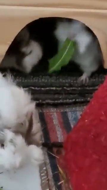 LIttle babies смотреть онлайн