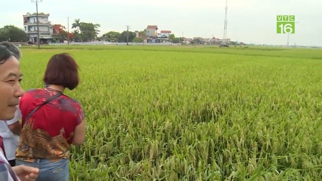 Lai tạo giống lúa chất lượng cao, giúp năng suất tăng vượt trội | VTC16