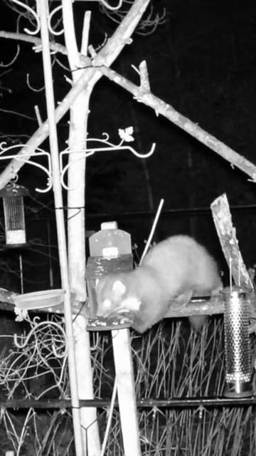 Funny things happen at night with these Pine Martens 😃#pinemarten смотреть онлайн