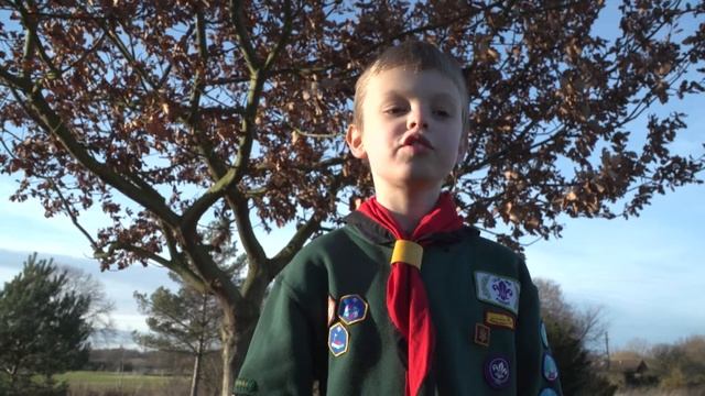 The UK's native trees - learn all about them from Cubs and Brownies смотреть онлайн