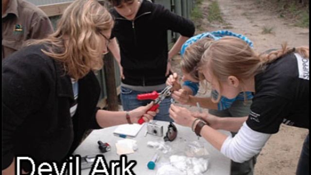 Tasmanian Devil: What Is Devil Tumor Facial Disease? (Episode 2 Of 4)