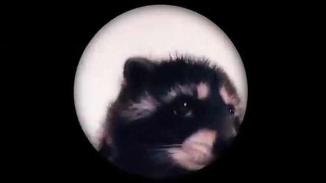 Енот Педро #raccoon #енот #pedro #pedropedropedropedro смотреть онлайн
