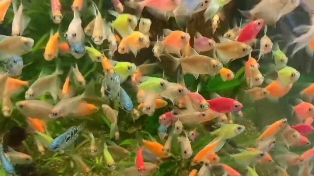 глофиш смотреть онлайн