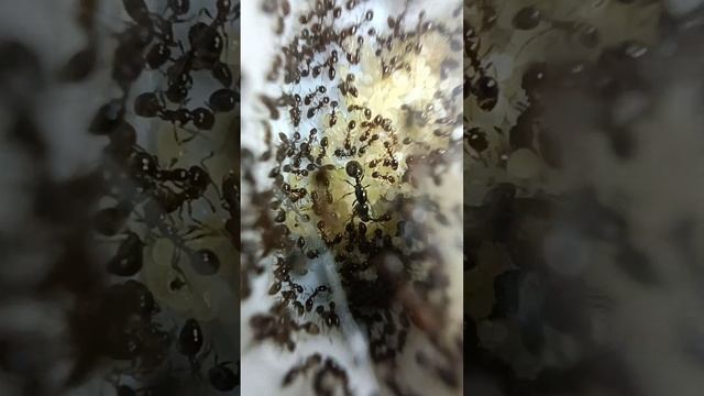 Colonia de Hormigas. Hormigas_De_Trébol. смотреть онлайн