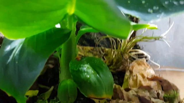 Rehousing tarantula Megaphobema robustum to bioactive vivarium смотреть онлайн