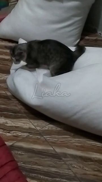Abis di steril malah lincah banget #shorts #cute #cat #kitten #catlover #lovecat #cutecat #kucing смотреть онлайн