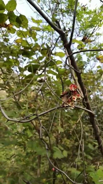 #youtubeshorts Abrus precatorius Gurivinda is a small medicinal plant.