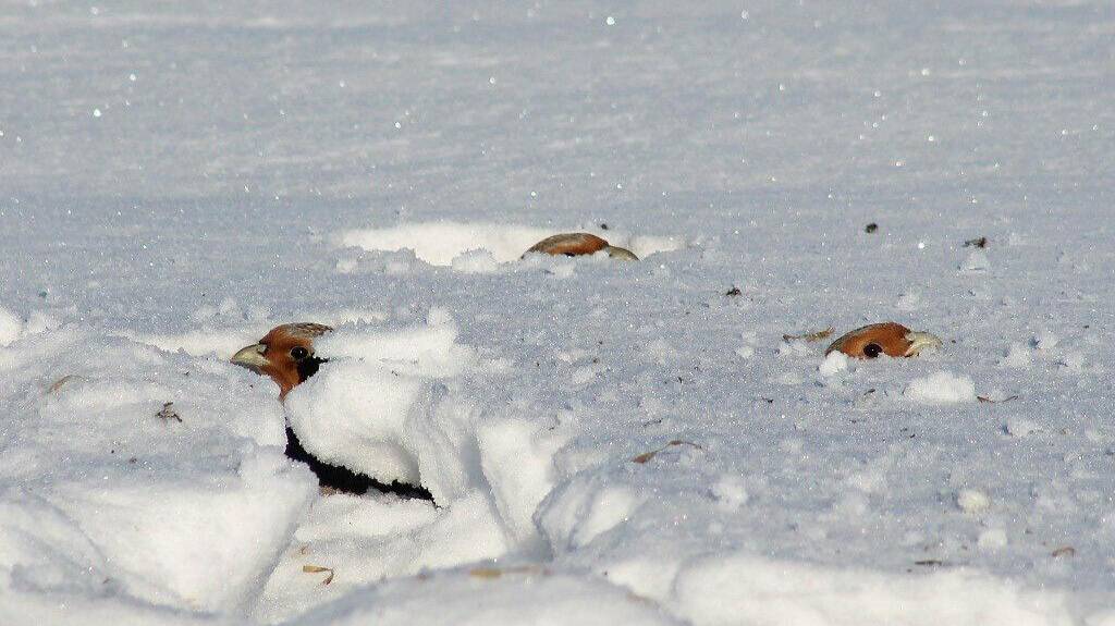 Куропатки под снегом смотреть онлайн