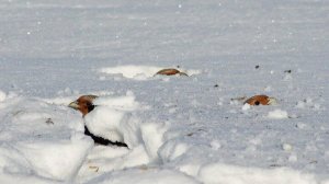 Куропатки под снегом