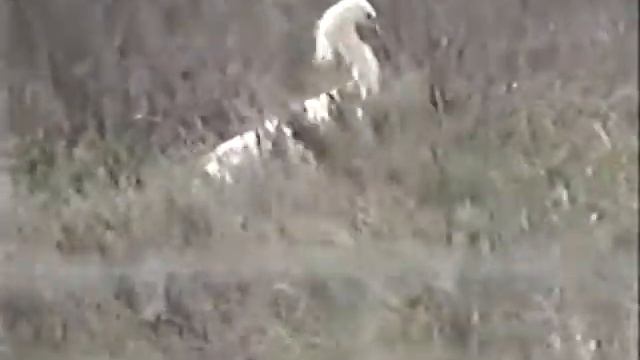 Coto Donana Greater Flamingo Spoonbill Marbled Duck DVD VIDEO RECORDER Title 33 01 смотреть онлайн