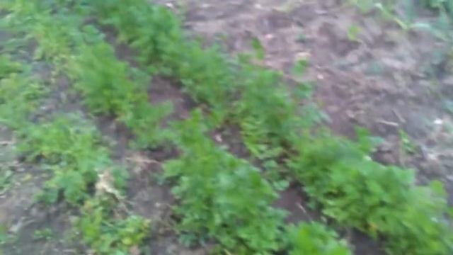 Петрушка Гигантелла для коров смотреть онлайн