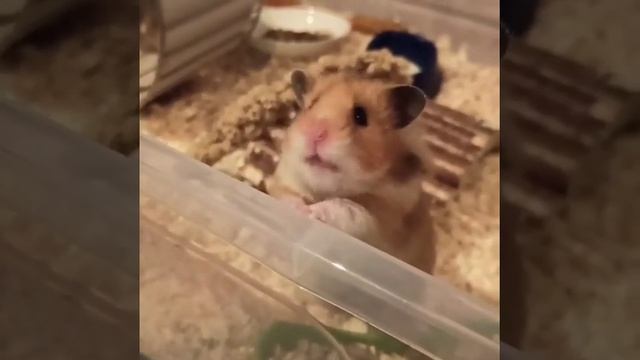 #хомячки#хомки#хомяки#сирийскийхомяк#грызуны#hamster#домашниепитомцы#жизнь#любителиживотных#жизньдо