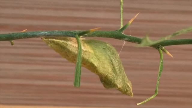 A Caterpillar's Final Molt смотреть онлайн