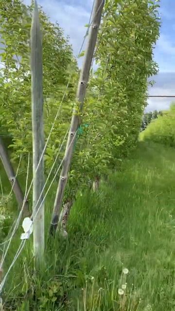 Apple orchard in Washington смотреть онлайн