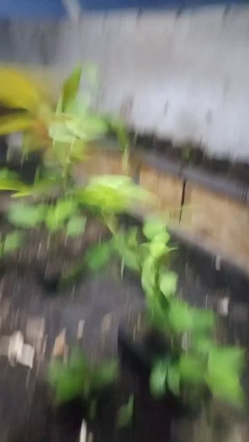 В гостях у дяди Вити. Чудо теплица и акваферма. 15.04.24 смотреть онлайн