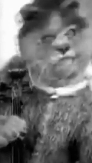 Кот на скрипке и мышь (1934 г.) смотреть онлайн