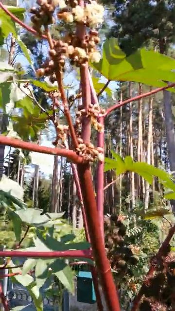 Ricinus communis ''Zanzibarensis'' смотреть онлайн