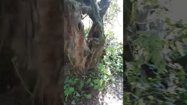ДОБРОЕ АВГУСТОВСКОЕ УТРО... смотреть онлайн