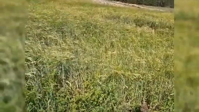 Алааспар смотреть онлайн