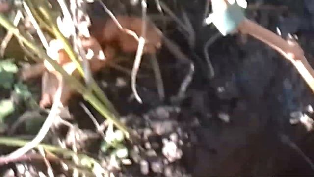 Посадка винограду Іриска, Агата і Талісман. Початок жовтня 2022. смотреть онлайн