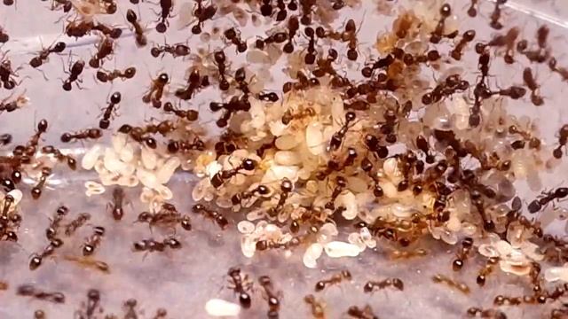 ALLEVARE FORMICHE - Tetramorium caespitum, la formica dei pavimenti смотреть онлайн