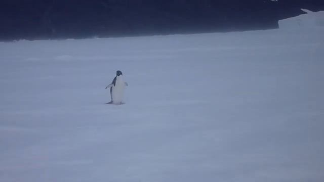 Adelie Penguin смотреть онлайн